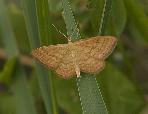 Idaea ochrata Geometridae